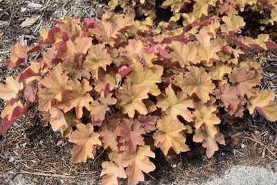 Caramel-Coral-Bells-(#1)