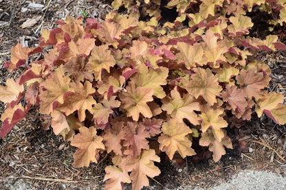 Caramel Coral Bells (Heuchera)