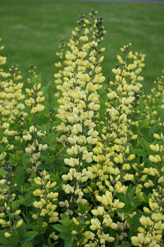 Decadence®-Lemon-Meringue-False-Indigo