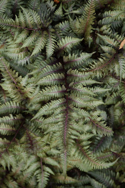 Japanese Painted Fern (#1)