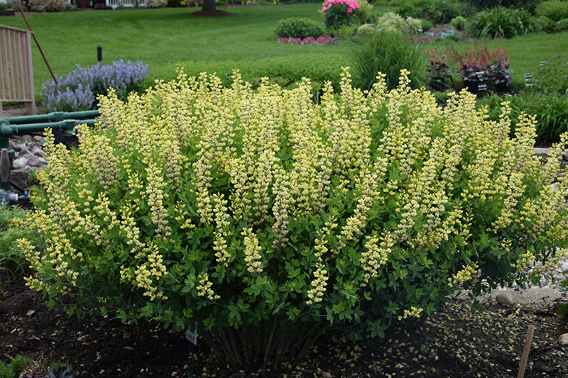 Decadence® Lemon Meringue False Indigo
