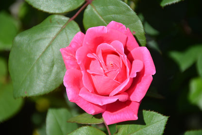 Pink-Double-Knock-Out®-Rose