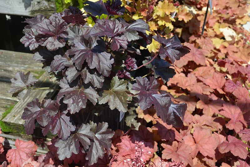 Obsidian Coral Bells