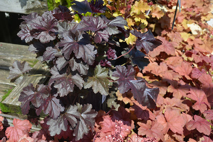 Obsidian Coral Bells