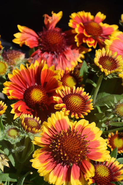 Arizona Sun Blanket Flower (#1)