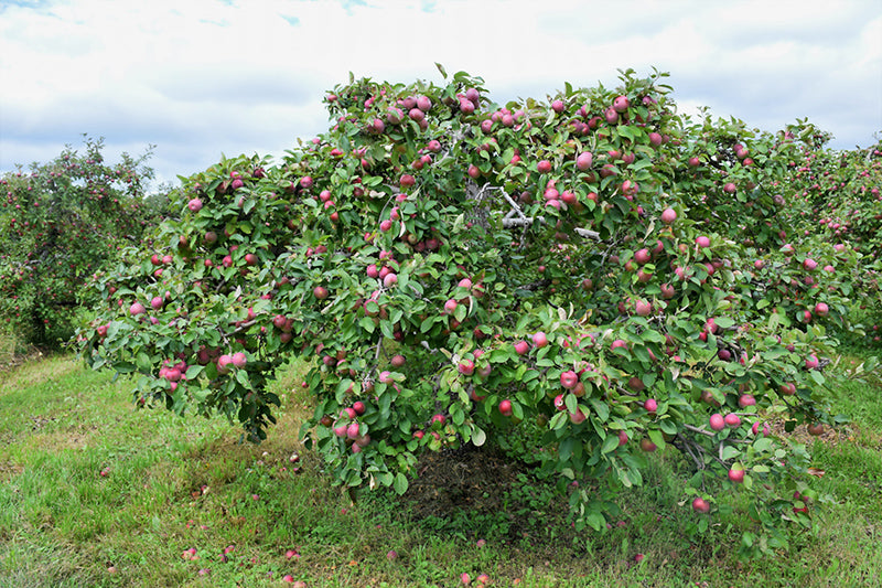 McIntosh-Apple-Tree