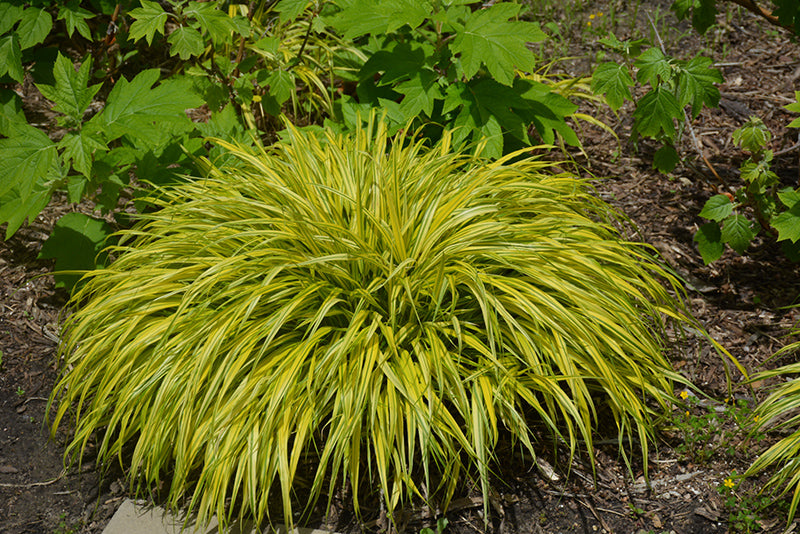 Golden-Variegated-Hakone-Grass