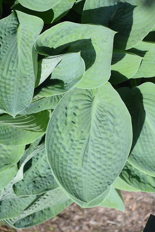 Big Daddy Hosta
