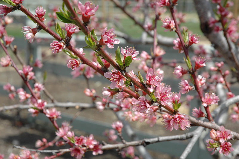 Redhaven Peach Tree