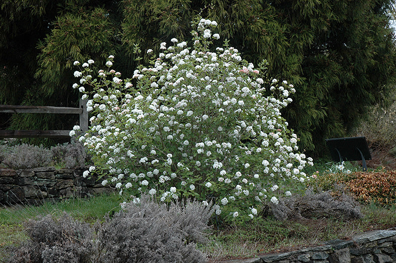 Koreanspice Viburnum