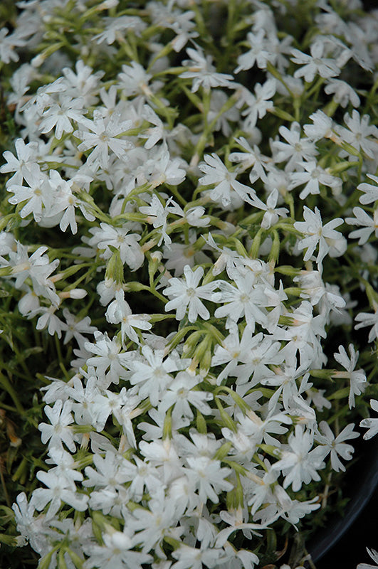 Snowflake Creeping Phlox (#1)