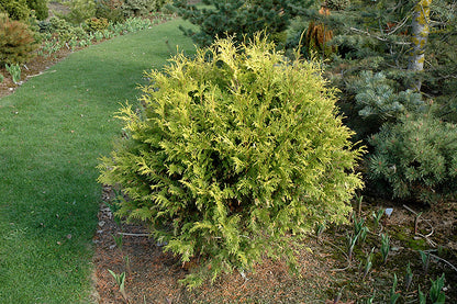 Golden Globe Arborvitae