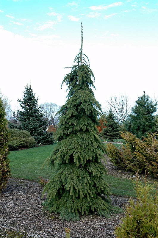 Weeping-White-Spruce