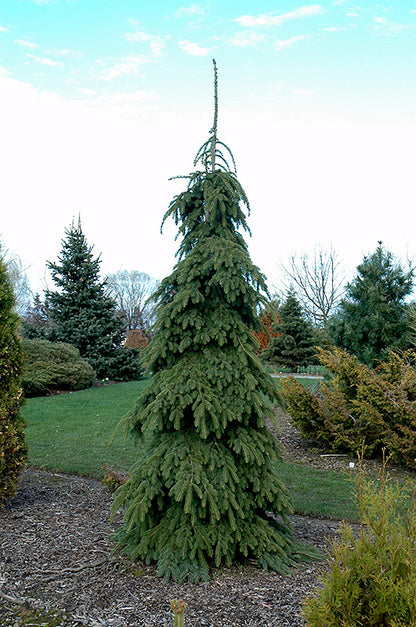 Weeping-White-Spruce