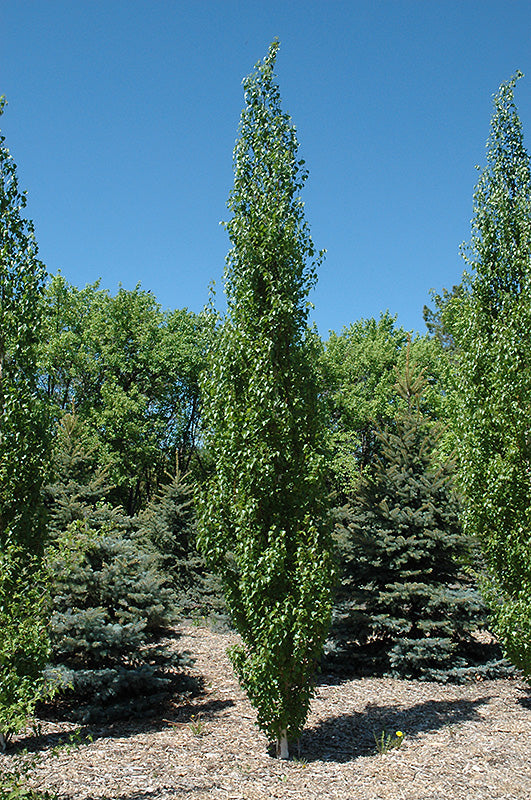 Parkland-Pillar-Japanese-White-Birch