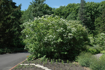 Wentworth Highbush Cranberry