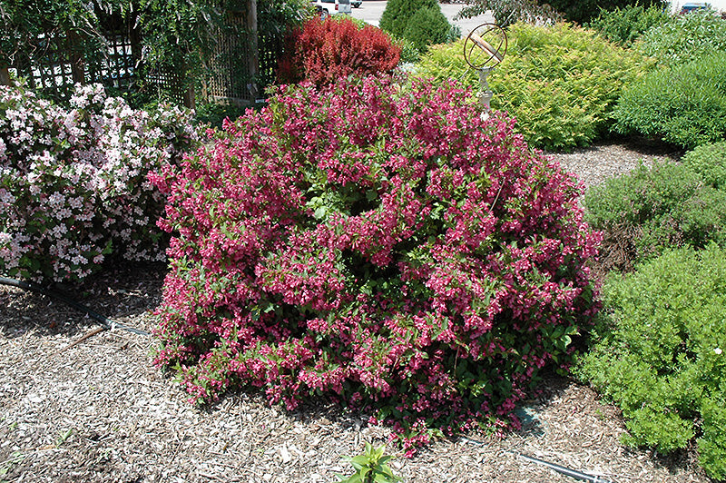 Minuet-Weigela