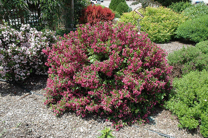 Minuet-Weigela