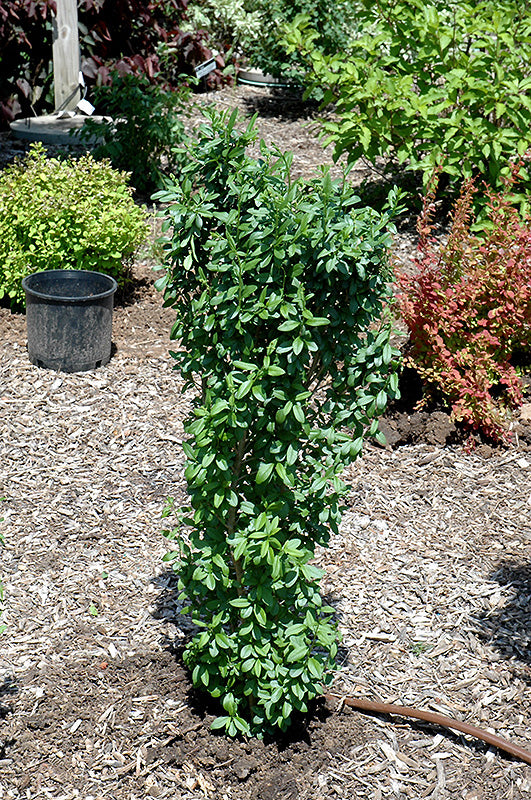 California Privet (Fast Growing, Privacy Hedge)