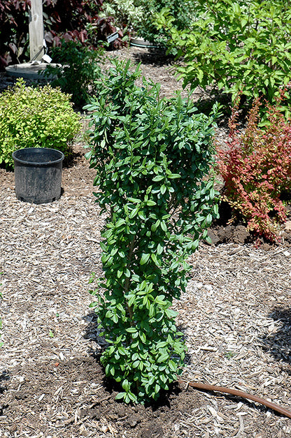 California Privet (Fast Growing, Privacy Hedge)