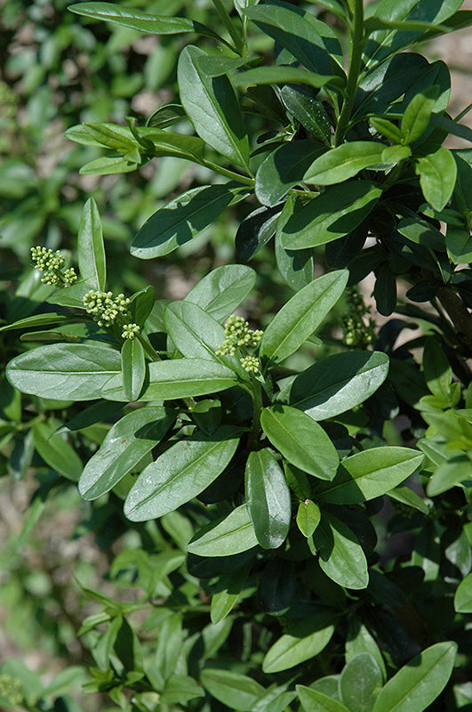 California-Privet