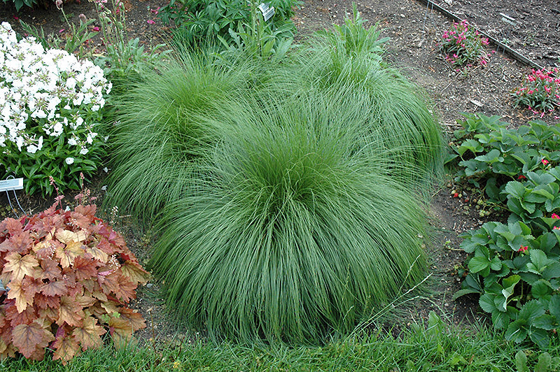 Prairie-Dropseed