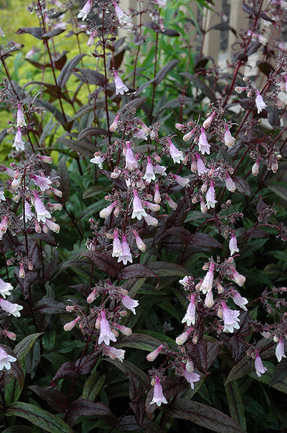 Dark-Towers-Beard-Tongue