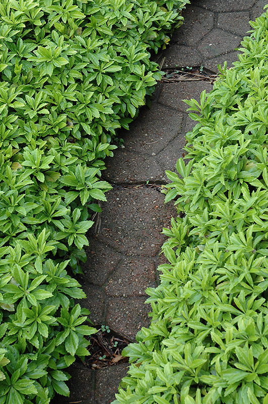 Green-Carpet-Japanese-Spurge