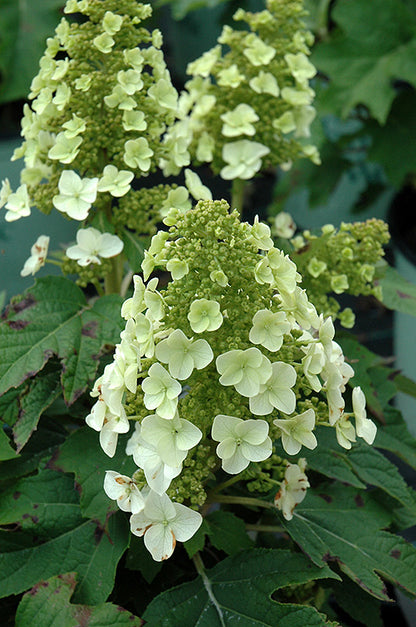 Munchkin-Hydrangea