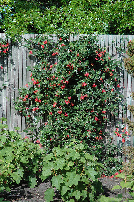 Major Wheeler Coral Honeysuckle