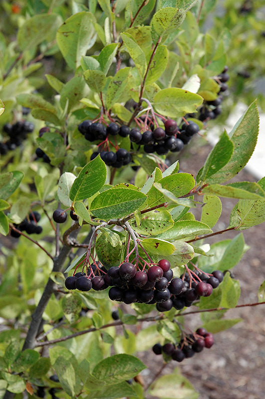 Iroquois Beauty Black Chokeberry