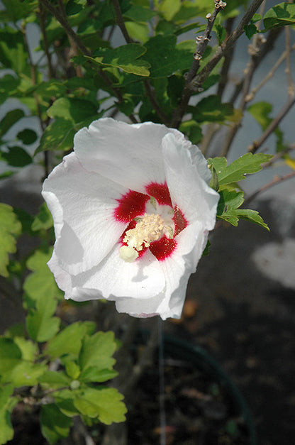 Red Heart Rose of Sharon (Standard Tree Form)