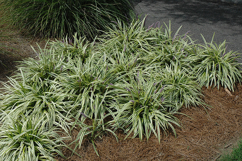 Lily Turf - Variegata