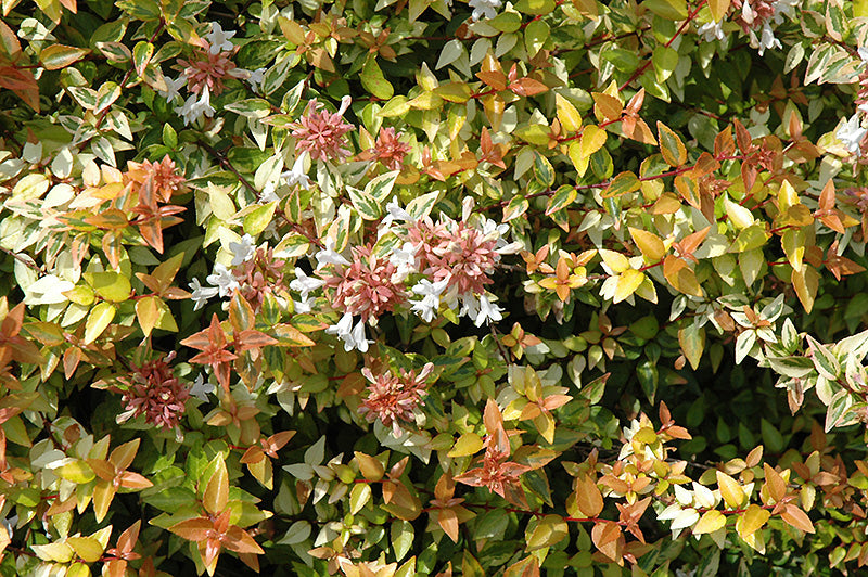 Kaleidoscope®-Abelia