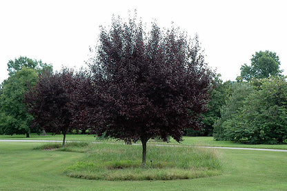 Krauter Vesuvius Purple Leaf Plum