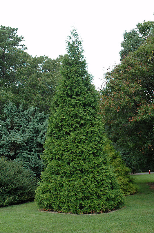 Green-Giant-Arborvitae