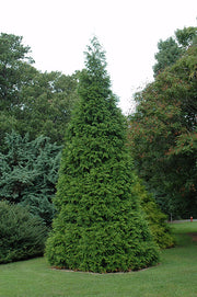 Green-Giant-Arborvitae
