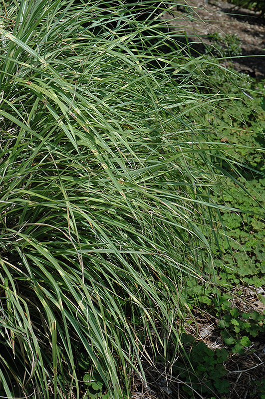 Little-Zebra-Dwarf-Maiden-Grass