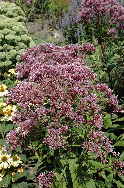 Baby-Joe-Dwarf-Joe-Pye-Weed