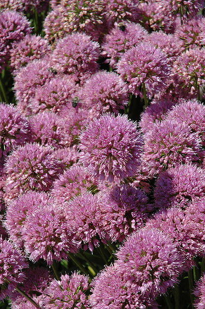 Millenium Ornamental Onion (#1)