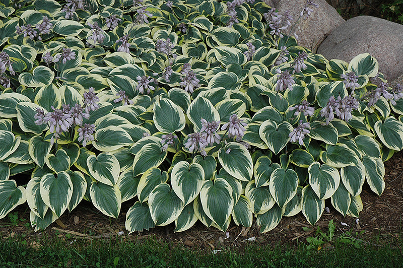 First-Frost-Hosta