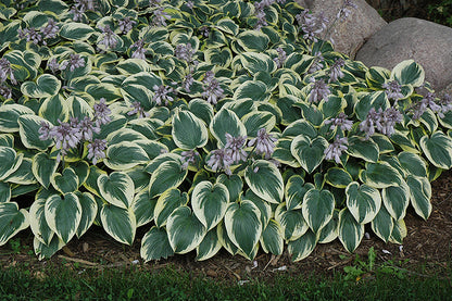 First-Frost-Hosta