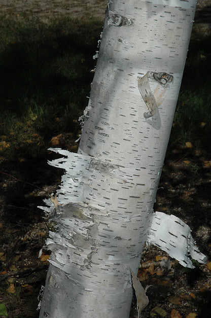 Paper-Birch