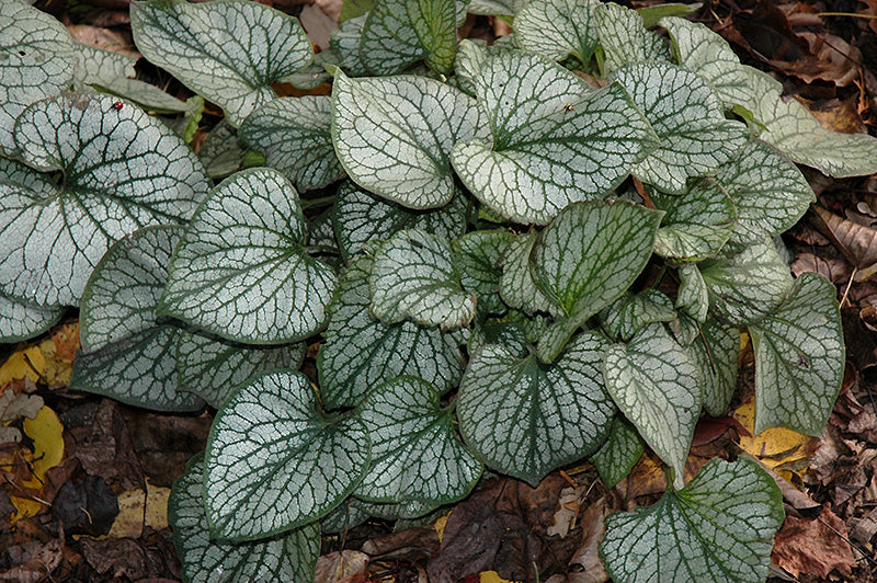 Jack Frost Brunnera (#1)