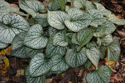 Jack Frost Brunnera (#1)