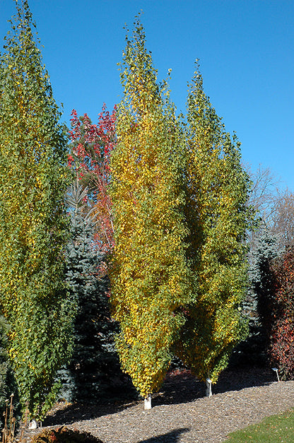 Parkland Pillar Japanese White Birch