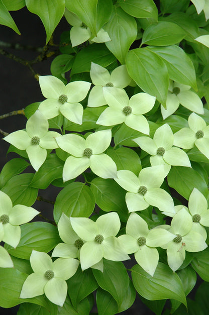 Milky-Way-Chinese-Dogwood