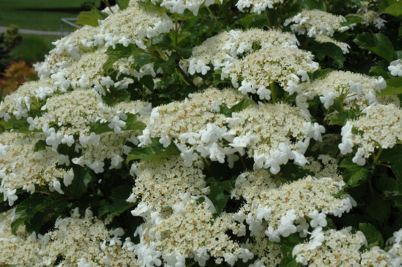 Bailey Compact Highbush Cranberry