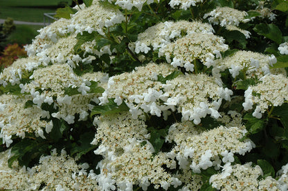 Bailey Compact Highbush Cranberry