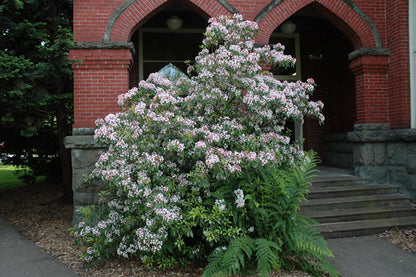 Elf Mountain Laurel